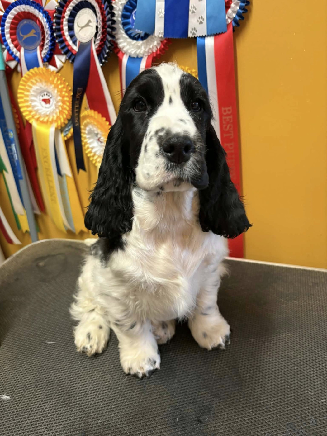 ANGELO DES DEUX CAMELIAS